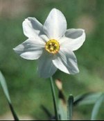 Narciso